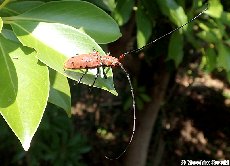 ホシベニカミキリ Eupromus ruber