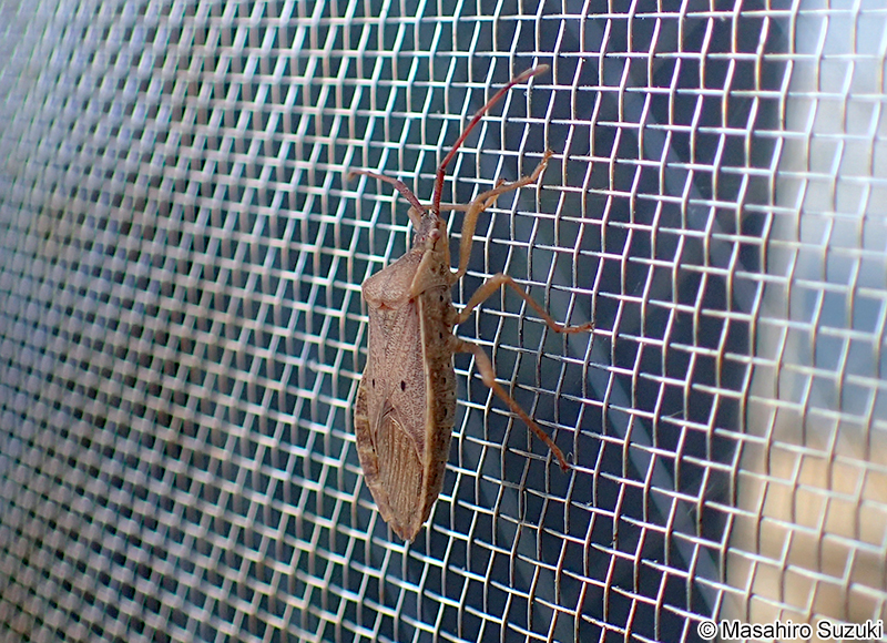 ホシハラビロヘリカメムシ Homoeocerus unipunctatus