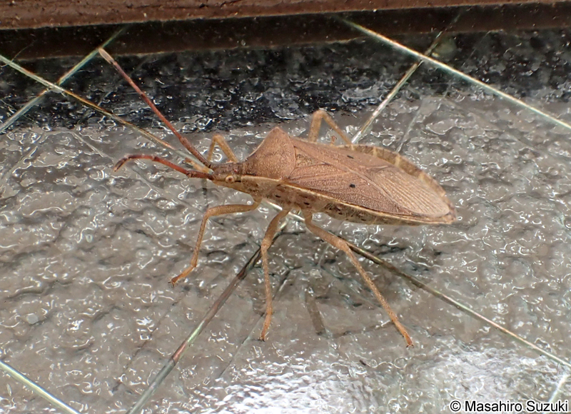 ホシハラビロヘリカメムシ Homoeocerus unipunctatus