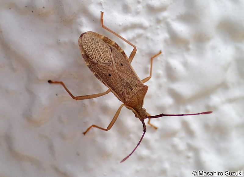 ホシハラビロヘリカメムシ Homoeocerus unipunctatus