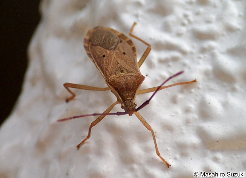 ホシハラビロヘリカメムシ Homoeocerus unipunctatus