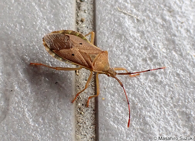 ホシハラビロヘリカメムシ Homoeocerus unipunctatus