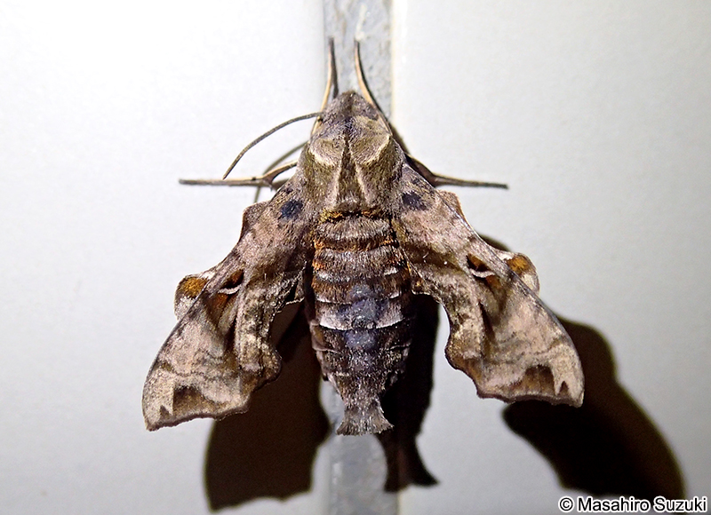 ホシヒメホウジャク Neogurelca himachala sangaica