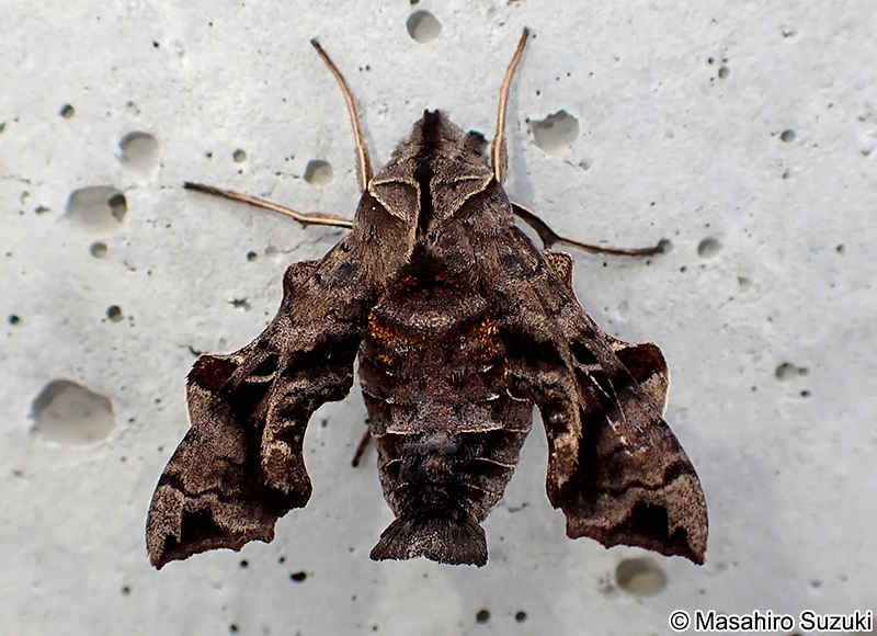 ホシヒメホウジャク Neogurelca himachala sangaica