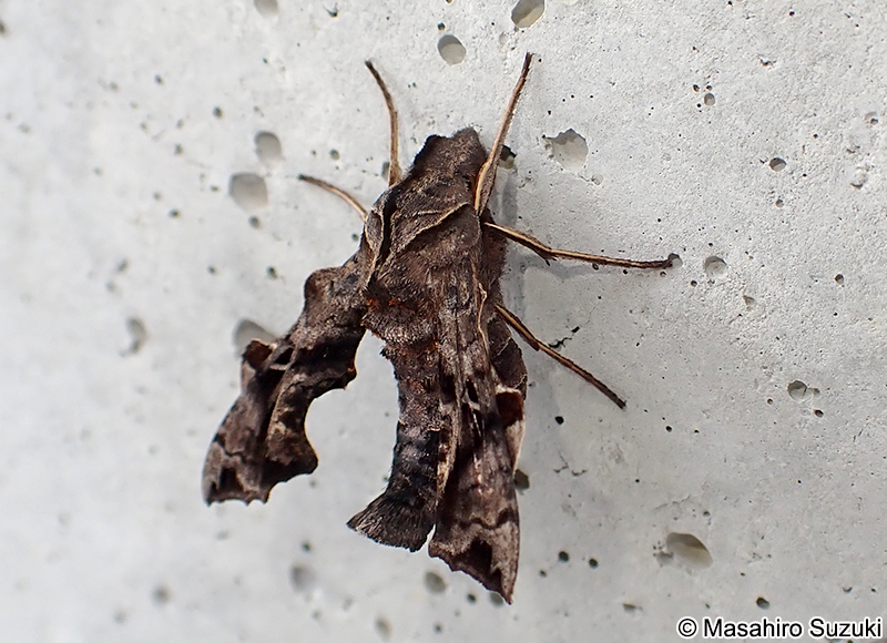 ホシヒメホウジャク Neogurelca himachala sangaica