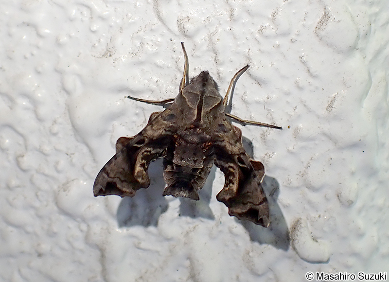 ホシヒメホウジャク Neogurelca himachala sangaica