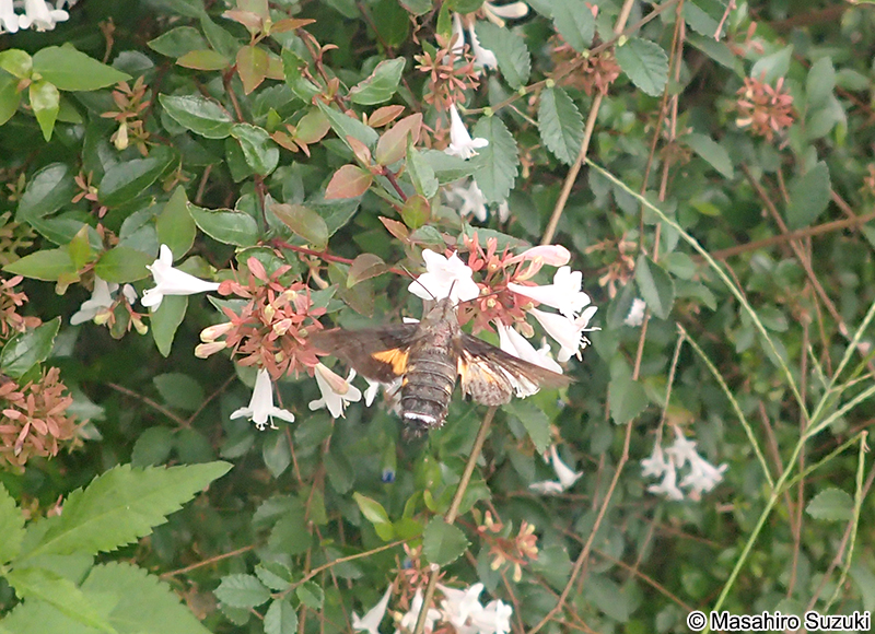 ホシホウジャク Macroglossum pyrrhosticta