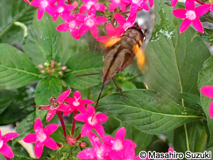 ホシホウジャク Macroglossum pyrrhosticta