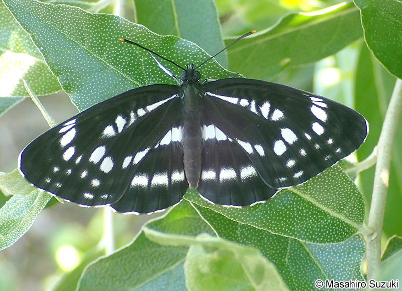 ホシミスジ Neptis pryeri