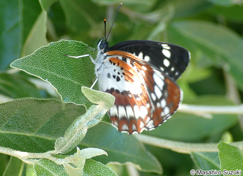 ホシミスジ Neptis pryeri