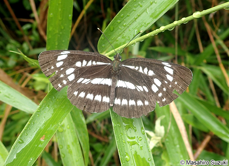 ホシミスジ Neptis pryeri