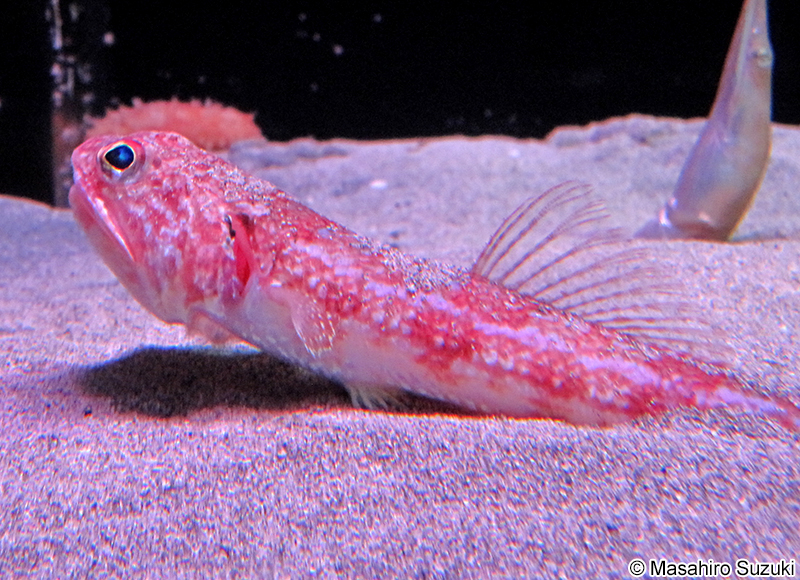 ホシノエソ Synodus hoshinonis