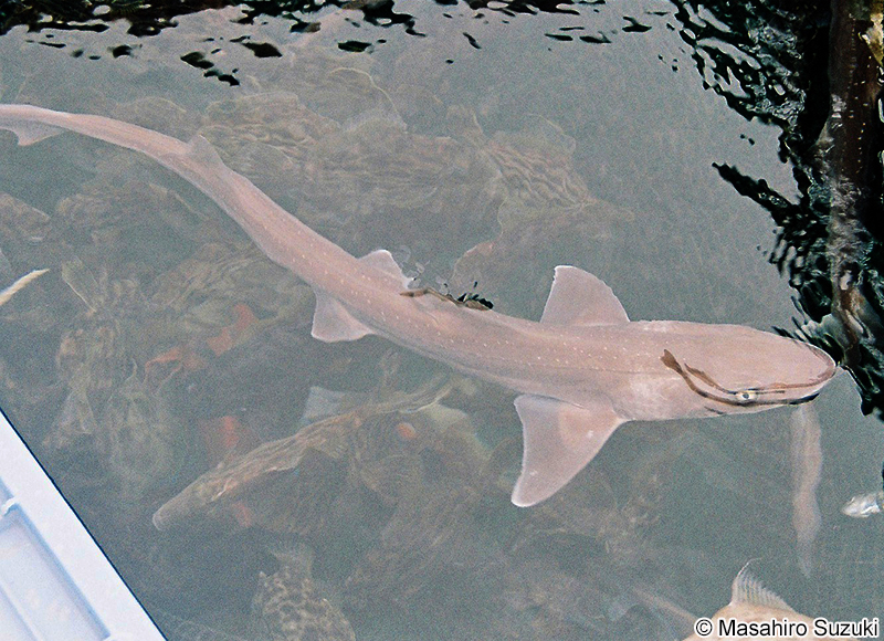 ホシザメ Mustelus manazo