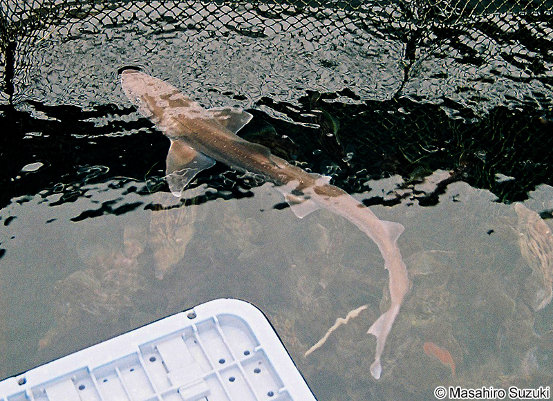 ホシザメ Mustelus manazo