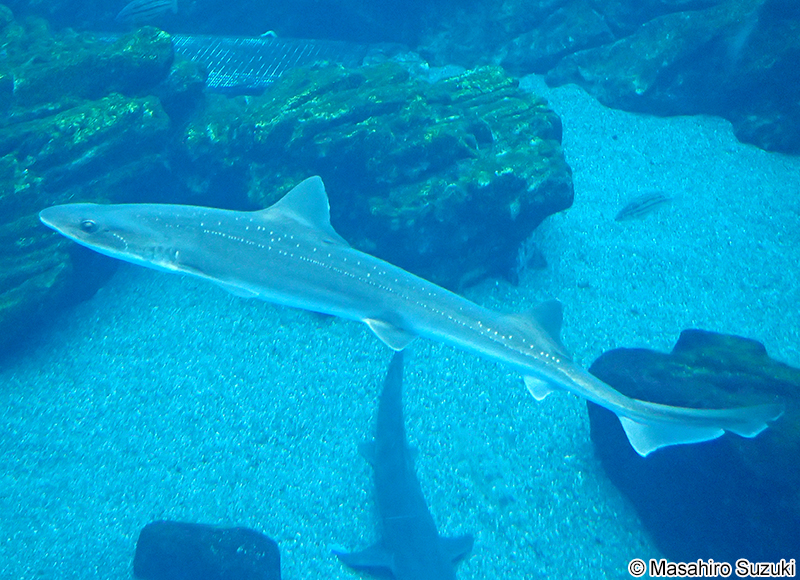 ホシザメ Mustelus manazo