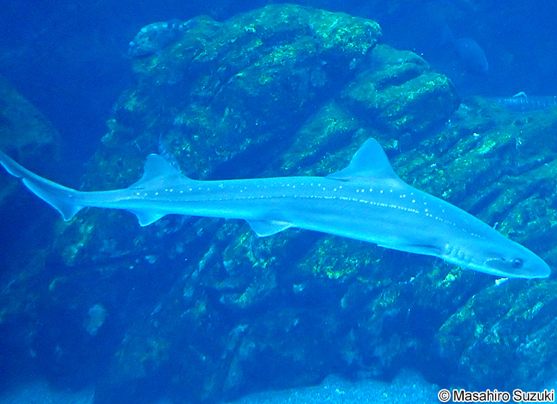 ホシザメ Mustelus manazo