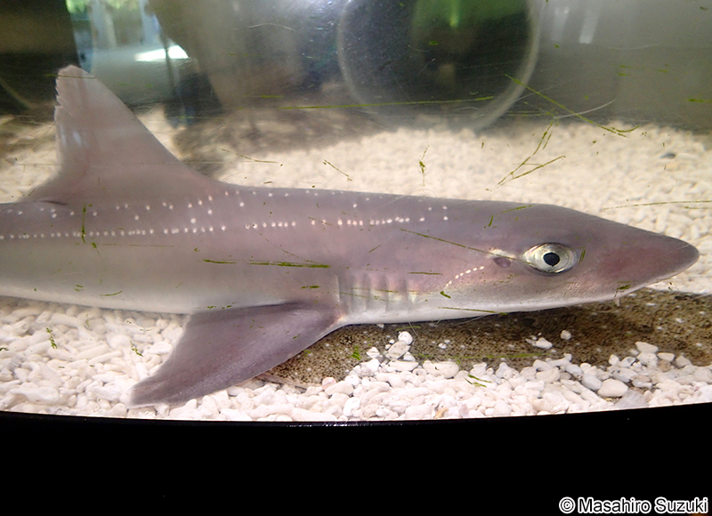 ホシザメ Mustelus manazo