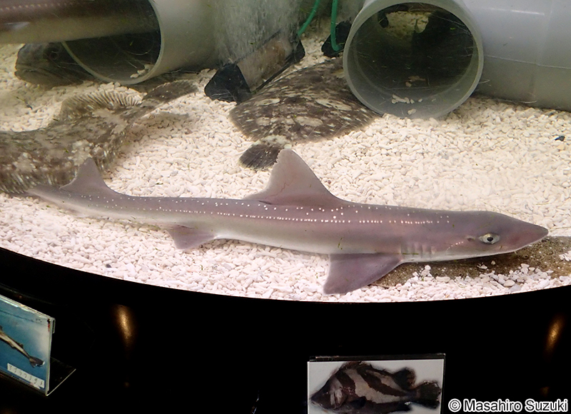 ホシザメ Mustelus manazo