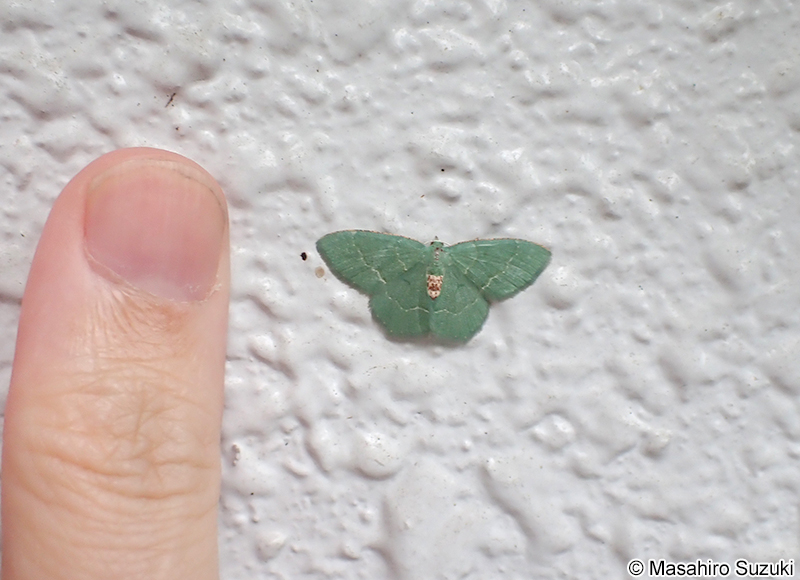 ホソバハラアカアオシャク Chlorissa anadema