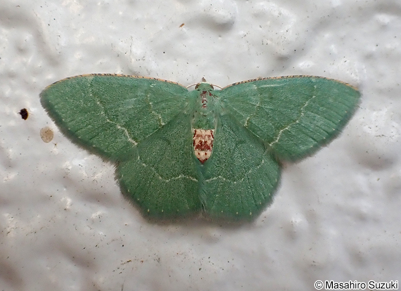 ホソバハラアカアオシャク Chlorissa anadema