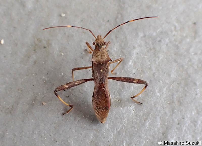 ホソヘリカメムシ Riptortus pedestris