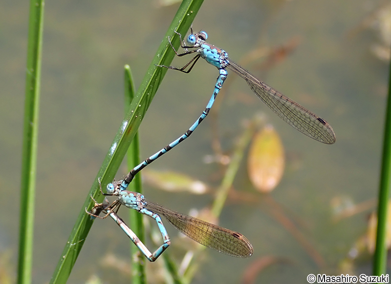 ホソミオツネントンボ Indolestes peregrinus