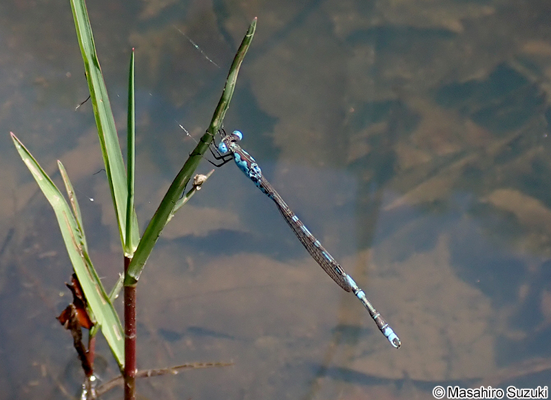 ホソミオツネントンボ Indolestes peregrinus