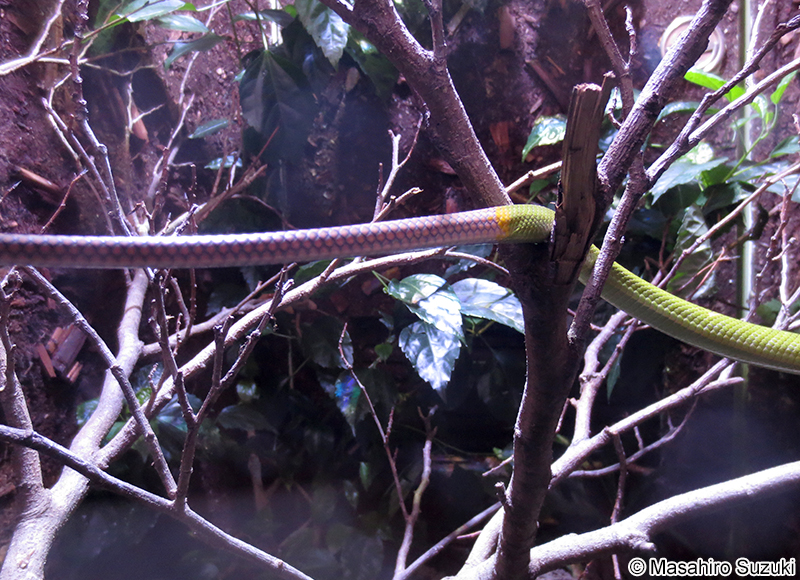 ホソツラナメラ Gonyosoma oxycephala