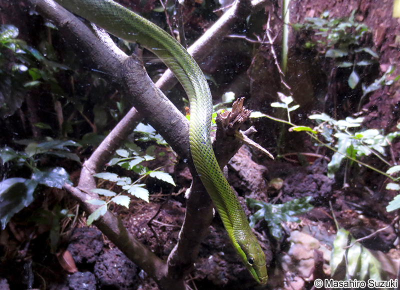 ホソツラナメラ Gonyosoma oxycephala
