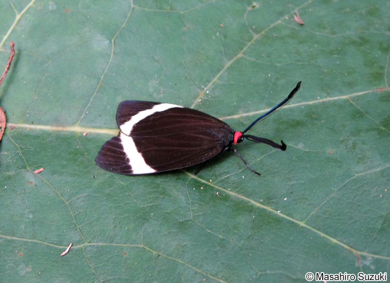 ホタルガ Pidorus glaucopis