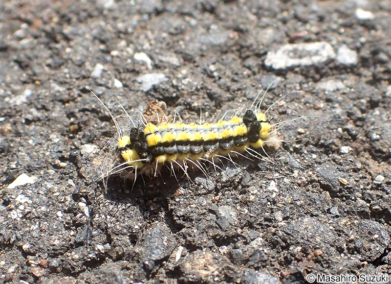 ホタルガ Pidorus glaucopis