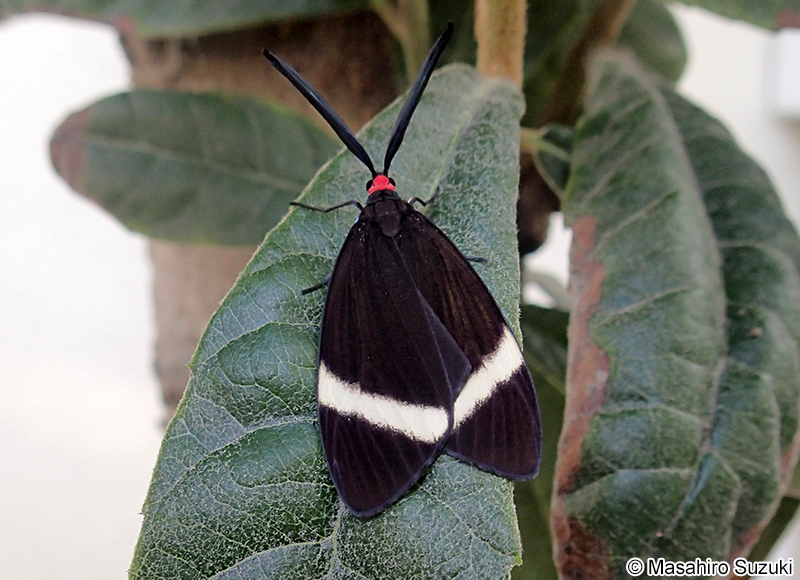 ホタルガ Pidorus glaucopis