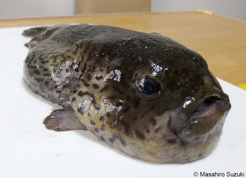 ホテイウオ Aptocyclus ventricosus