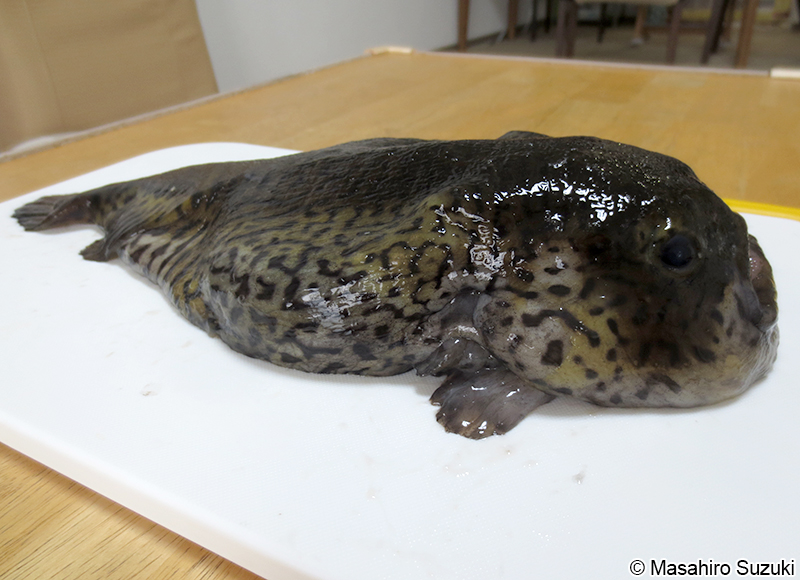 ホテイウオ Aptocyclus ventricosus