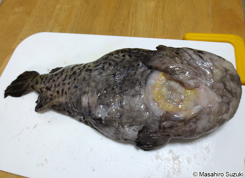 ホテイウオ Aptocyclus ventricosus