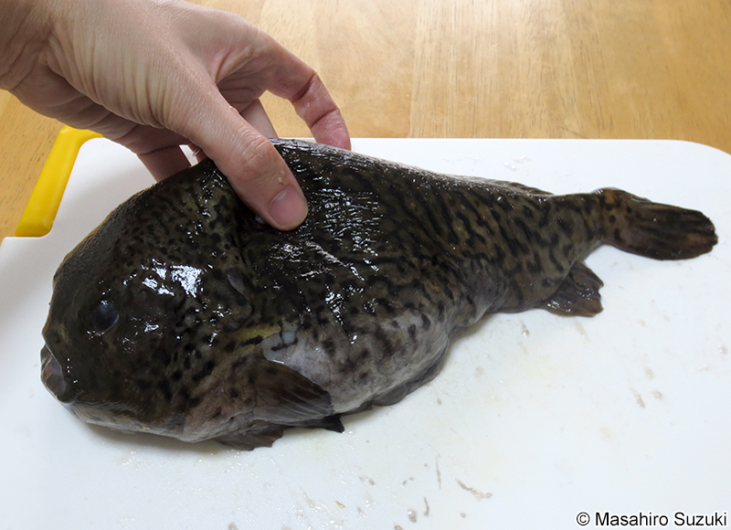 ホテイウオ Aptocyclus ventricosus