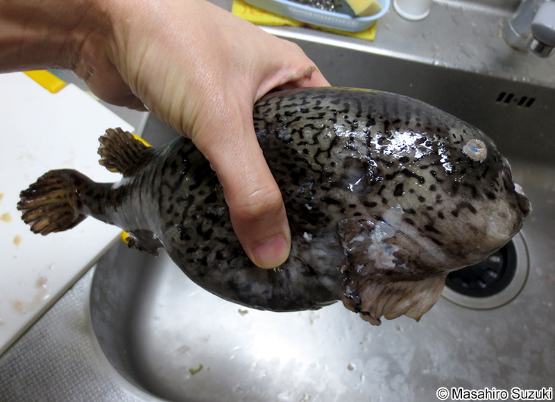 ホテイウオ Aptocyclus ventricosus