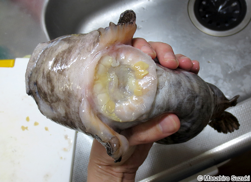 ホテイウオ Aptocyclus ventricosus