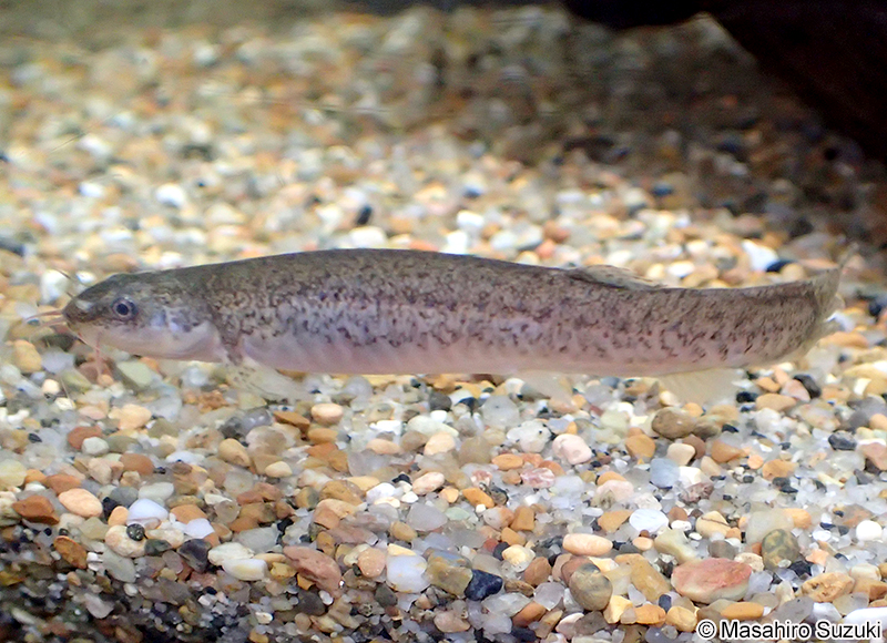 ホトケドジョウ Lefua echigonia