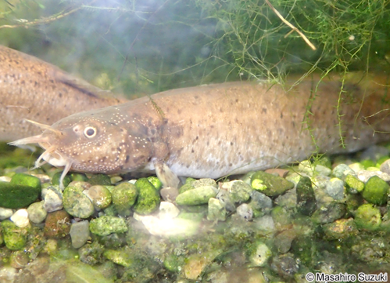 ホトケドジョウ Lefua echigonia