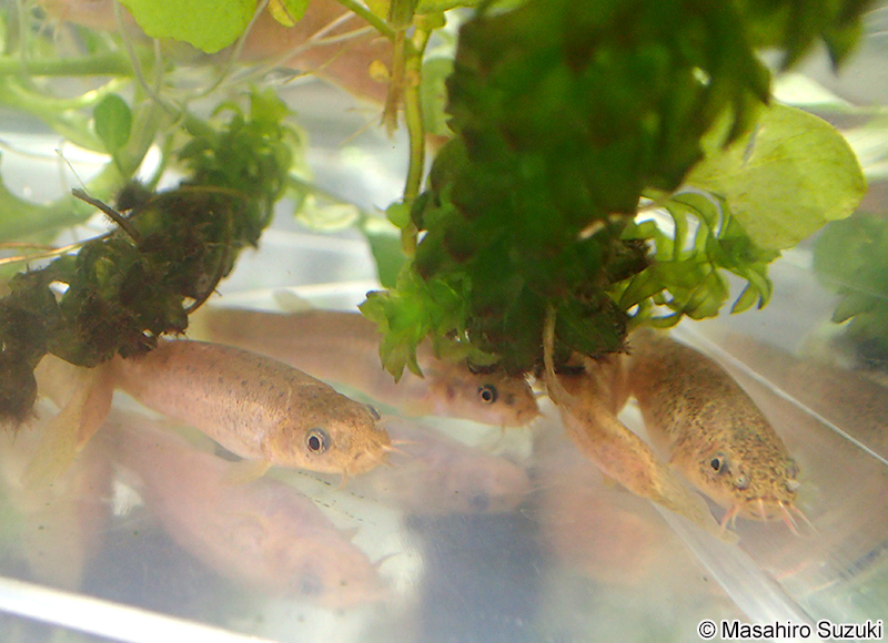 ホトケドジョウ Lefua echigonia