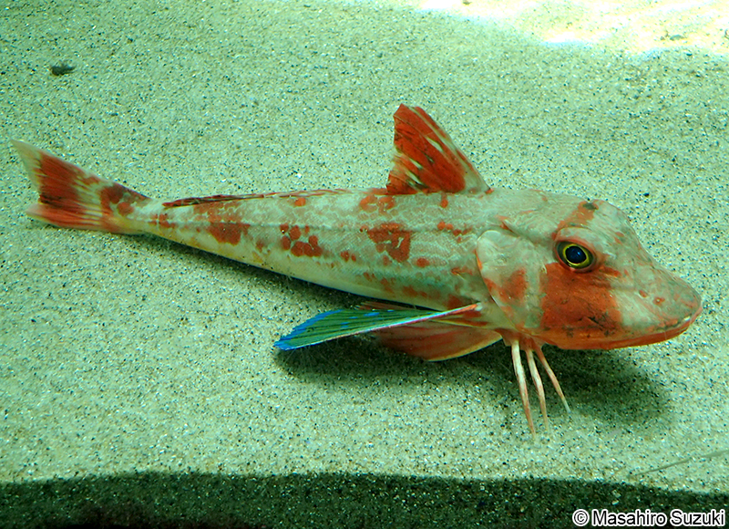 ホウボウ Chelidonichthys spinosus