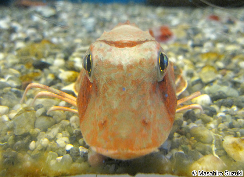 ホウボウ Chelidonichthys spinosus