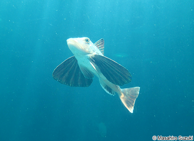 ホウボウ Chelidonichthys spinosus