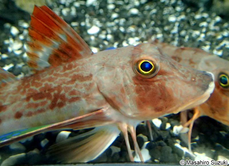 ホウボウ Chelidonichthys spinosus