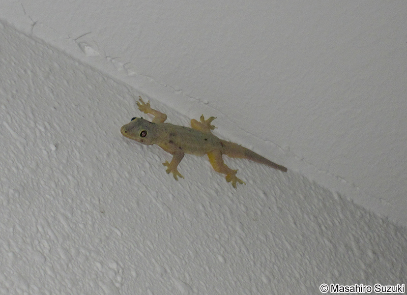 ホウグロヤモリ Hemidactylus frenatus