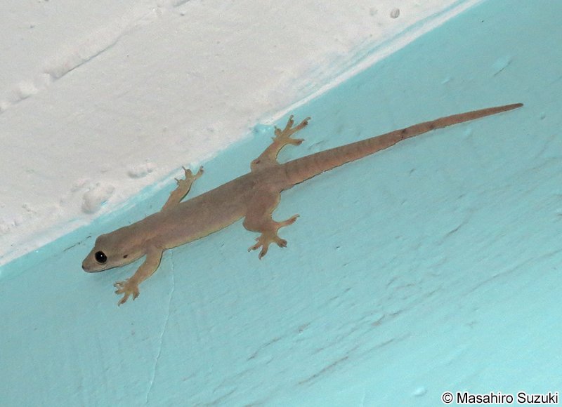 ホウグロヤモリ Hemidactylus frenatus