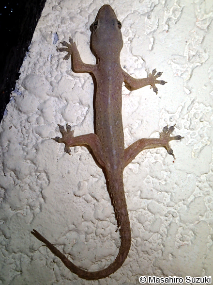 ホウグロヤモリ Hemidactylus frenatus