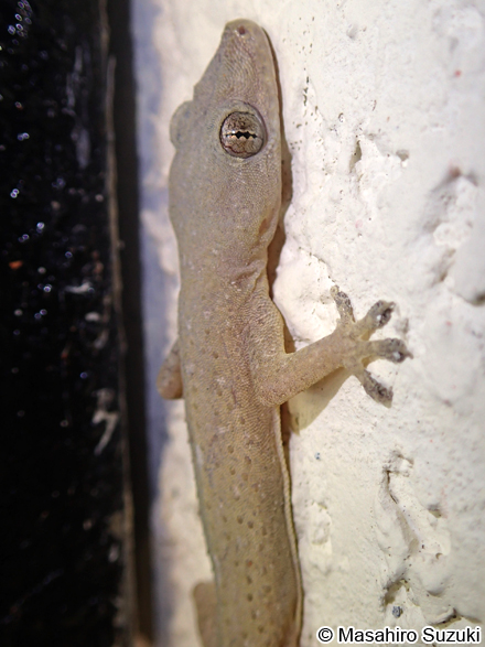 ホウグロヤモリ Hemidactylus frenatus