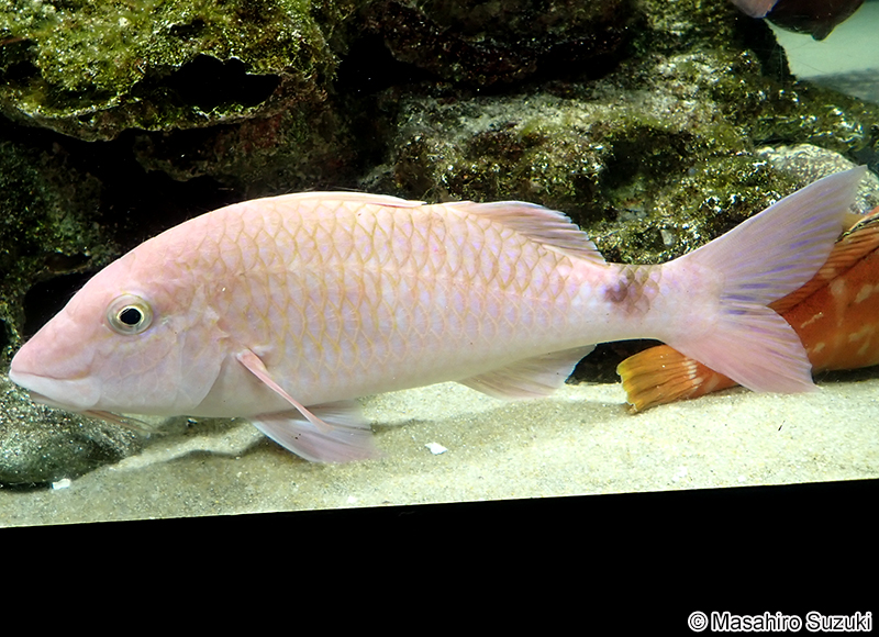 ホウライヒメジ Parupeneus ciliatus